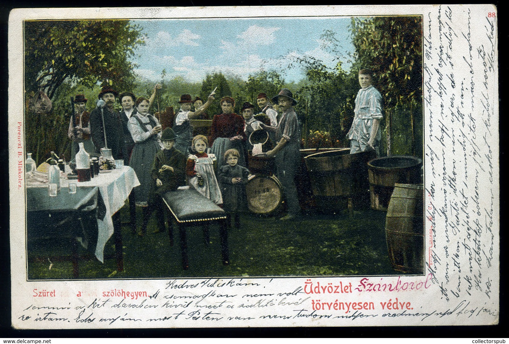 1902. Szüret , Régi Képeslap Felsődobsza  /  Harvest,  Vintage Pic. P.card - Ungheria