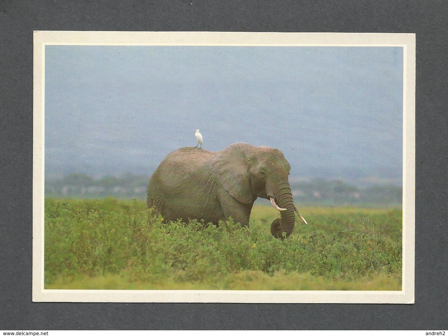 ANIMAUX - ANIMALS - ÉLEPHANT - AFRICAN ELEPHANT - Éléphants