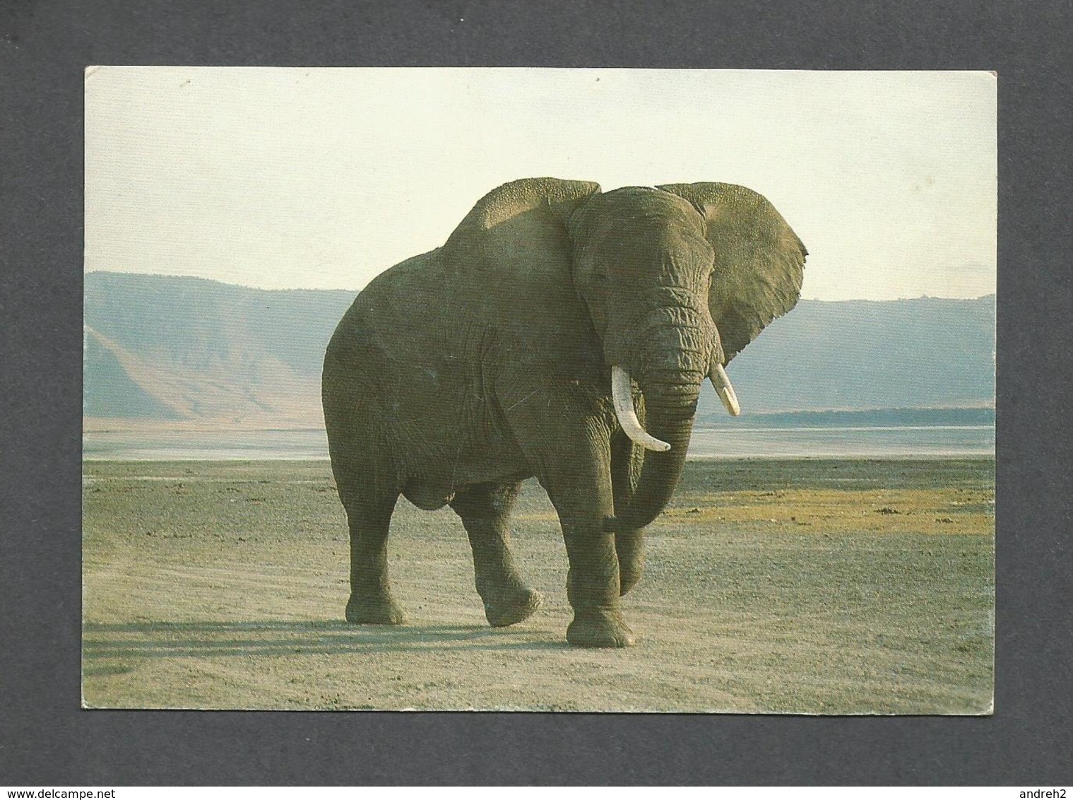 ANIMAUX - ANIMALS - ÉLEPHANT - BULL ELEPHANT IN THE GRANDEUR OF NGORONGORO CRATER - TANZANIA SAFARI - Elefantes