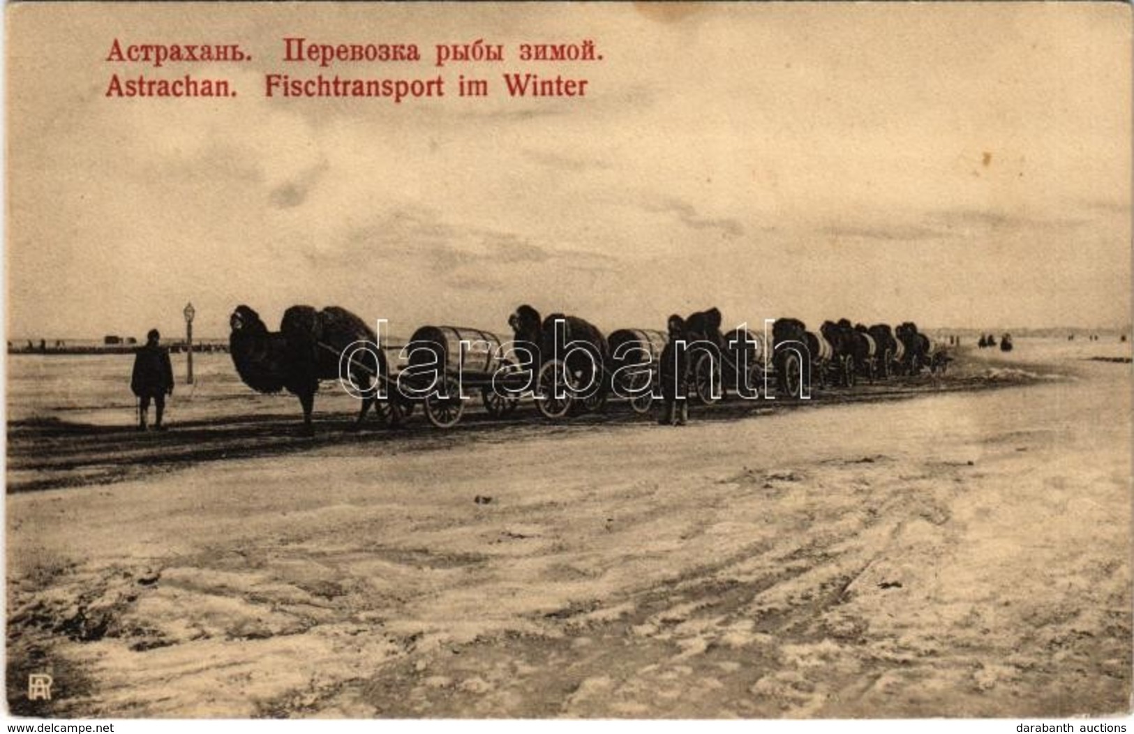 * T2 Astrakhan, Astrachan; Fischtransport Im Winter / Transporting Of Fish With Camels In Winter - Ohne Zuordnung