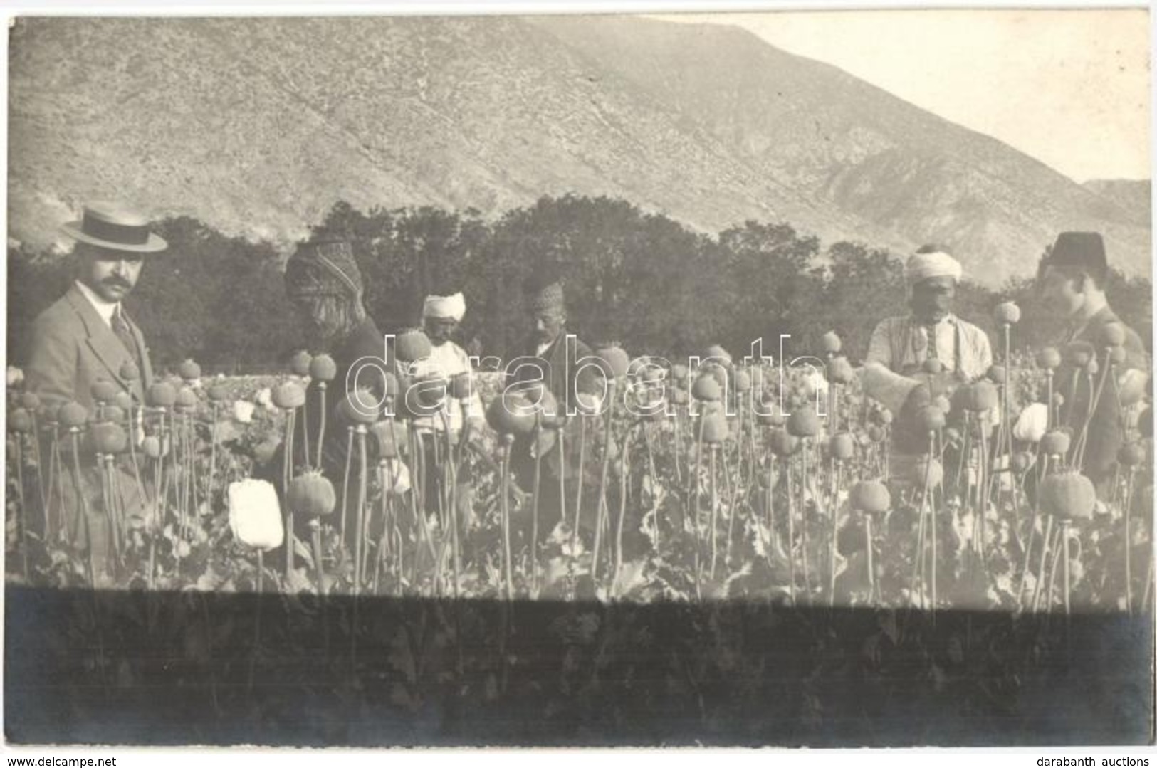 * T2 1917 Izmir, Smyrne; Karsiyaka / Opium Farm In The Cordelio District, Poppy Field. Photo - Non Classés