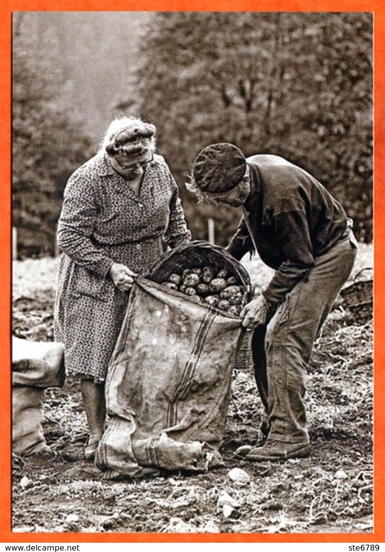 N° 85 Récolte Pommes De Terre Patates 88 Vosges Vieux Métiers - Bauern