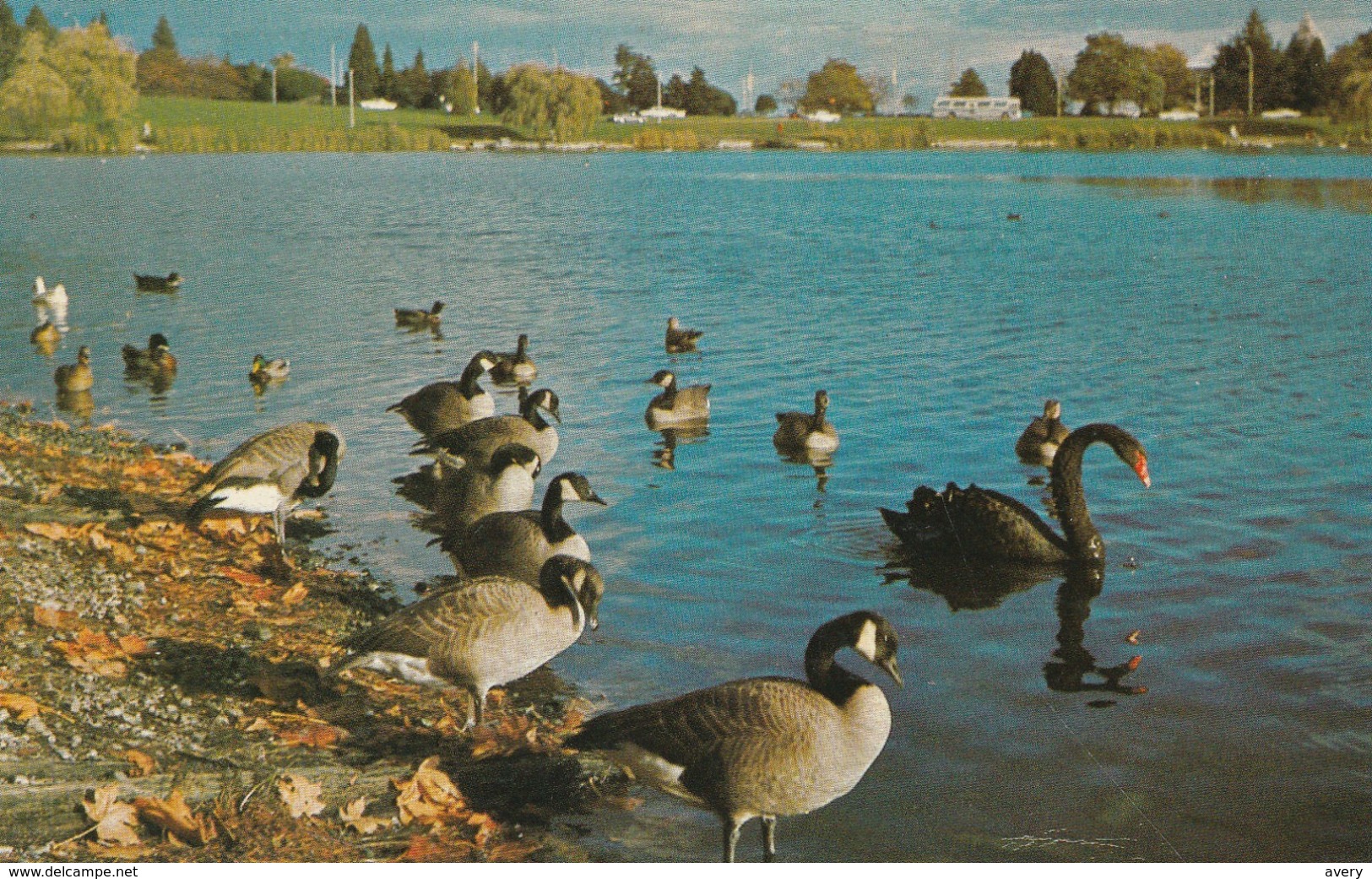 Vancouver, British Columbia Canada Geese On Lost Lagoon In Stanley Park - Vancouver