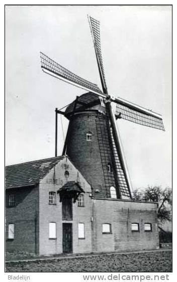 WEELDE Bij Ravels (Prov. Antwerpen) - Molen/moulin - Molen 'Arbeid Adelt' In 1986. Echte Fotokaart. - Ravels