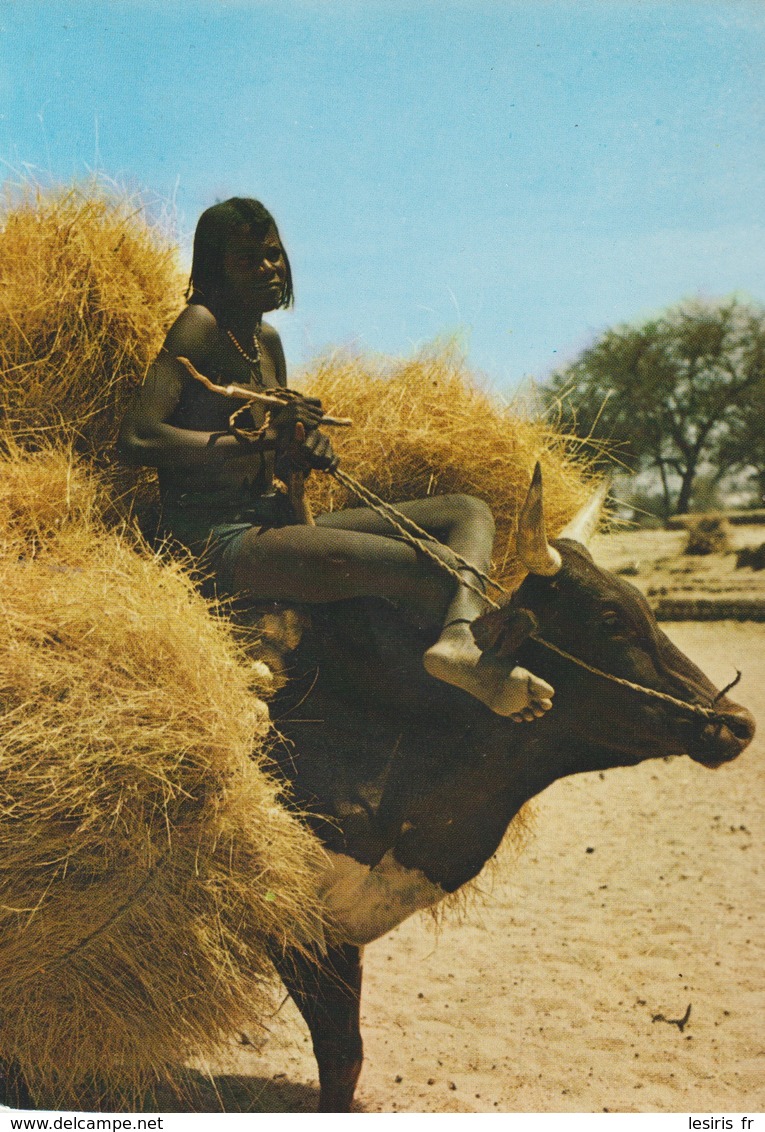 C.P. - PHOTO - RÉPUBLIQUE DU TCHAD - BOEUF PORTEUR -  P. GLEIZE - 5095 - Chad