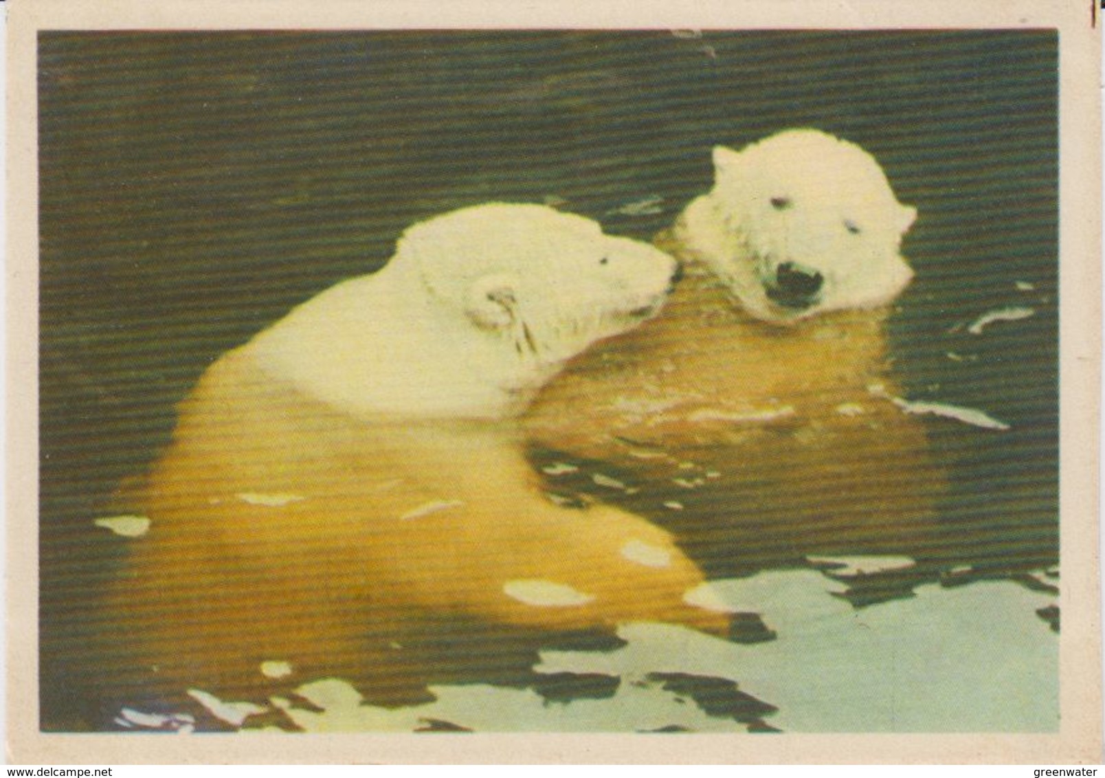 Polar Bear Russian Postcard 1964 Unused (42321) - Beren