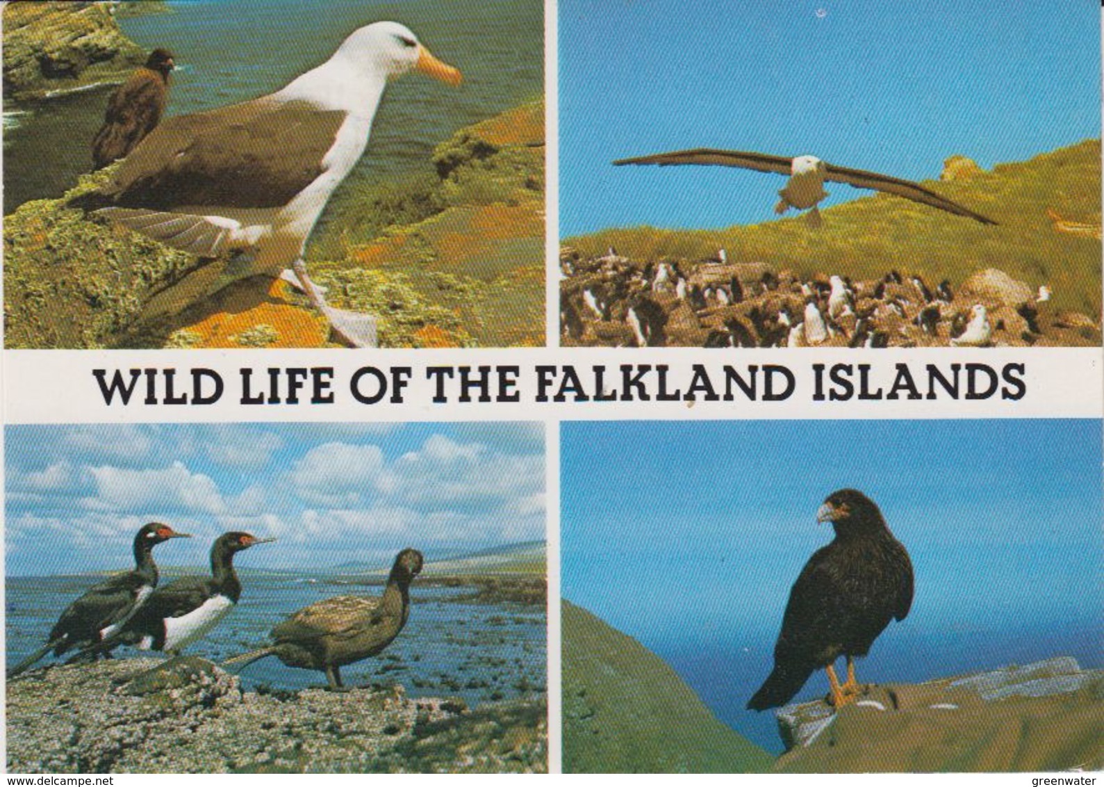 Falkland Islands 1988 Postcard To Germany Ca Port Stanley 29.7.1988 (42327) Stamp Is Damaged In Corner - Falklandeilanden