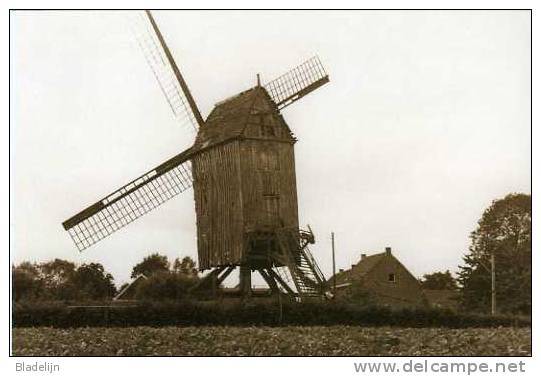 ASPELARE Bij Ninove (O.Vl.) - Molen/moulin - De Verdwenen Molen De Smet Of "De Tortelboom" In 1954 - Ninove