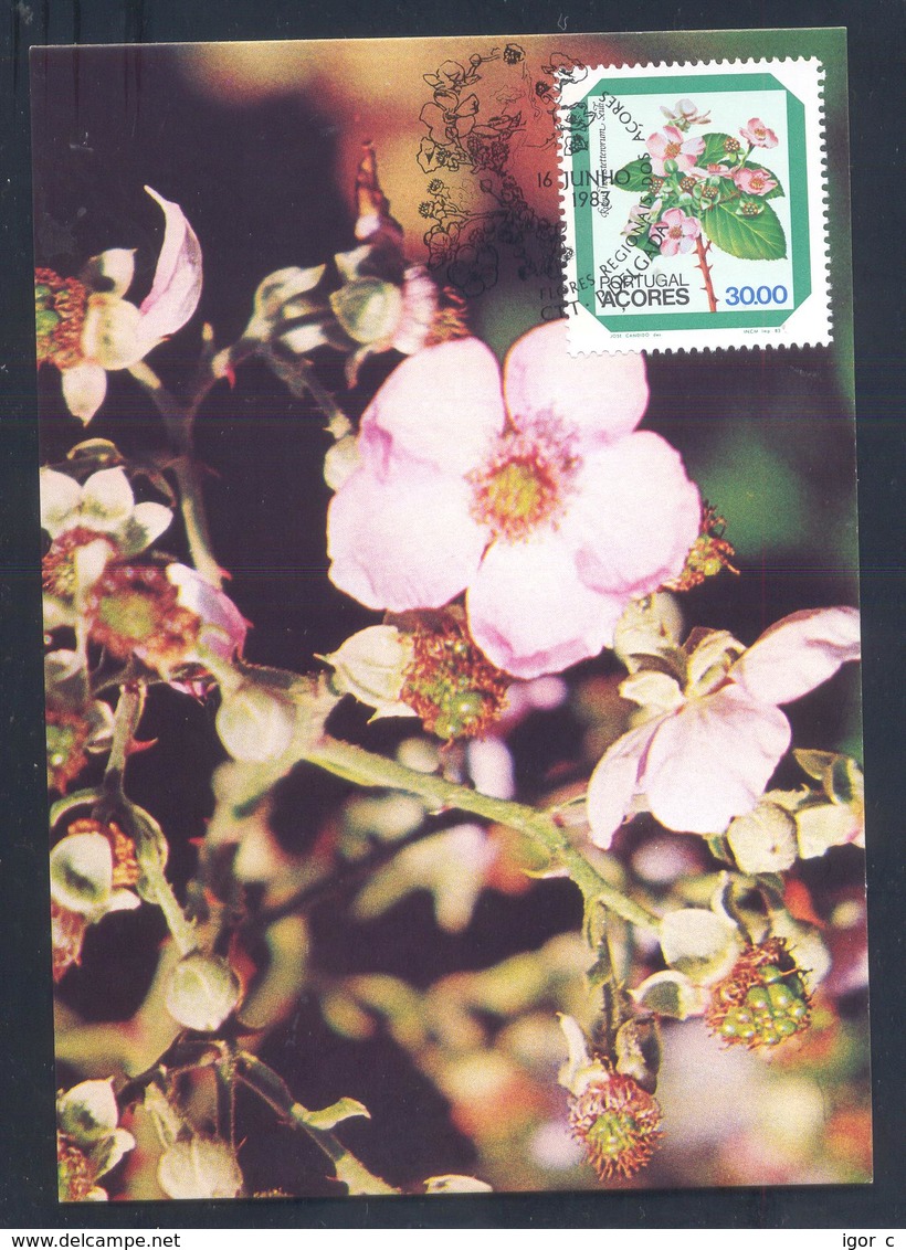 Portugal Azores 1983 Maximum Card: Flora Flowers Fruits Blackberries; Rose; Rubus Hochstetter - Sonstige & Ohne Zuordnung