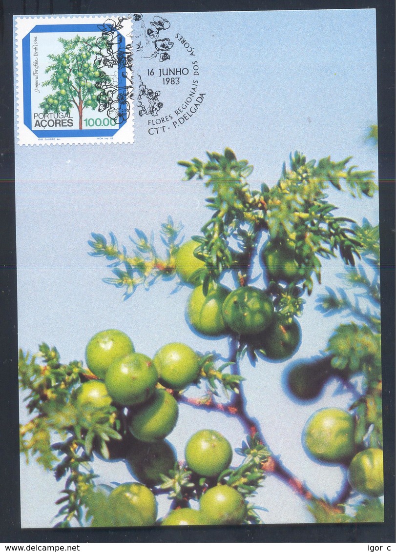 Portugal Azores 1983 Maximum Card: Flora Flowers Fruits; Regional Plants; Juniperus Brevifolia, The Azores Juniper - Sonstige & Ohne Zuordnung