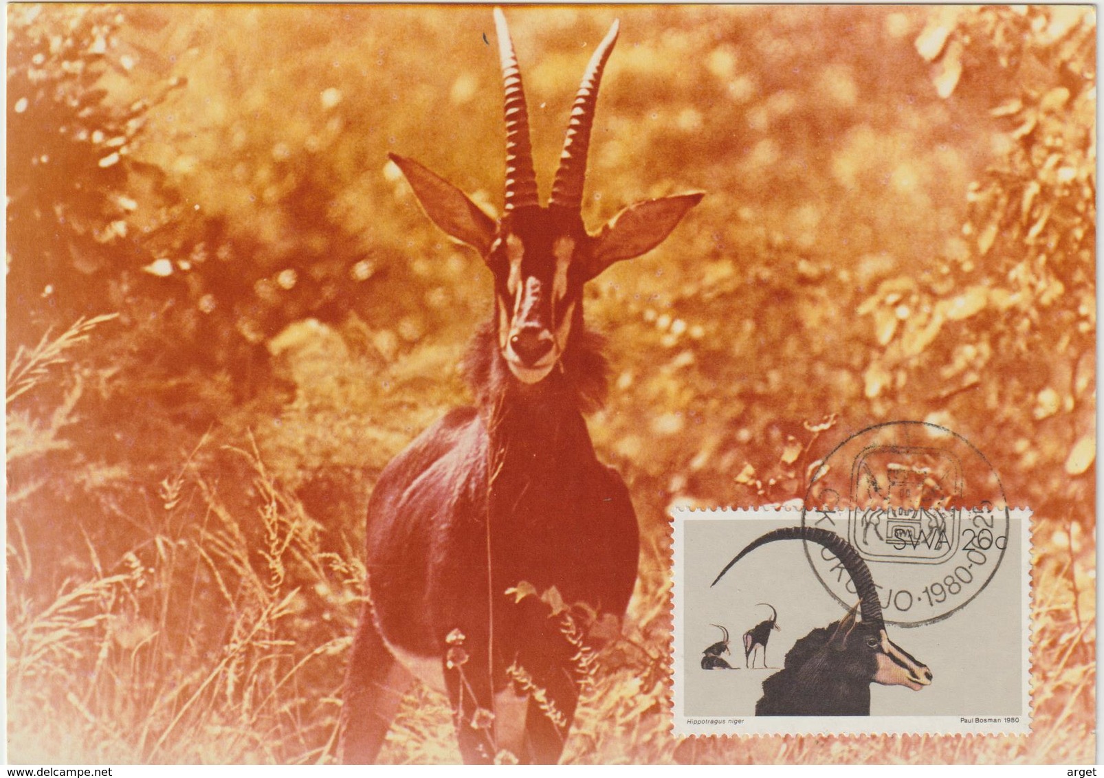 Carte-Maximum SWAZILAND N° Yvert 432 (ANTILOPE) Obl Sp Ill 1er Jour - Swaziland (1968-...)