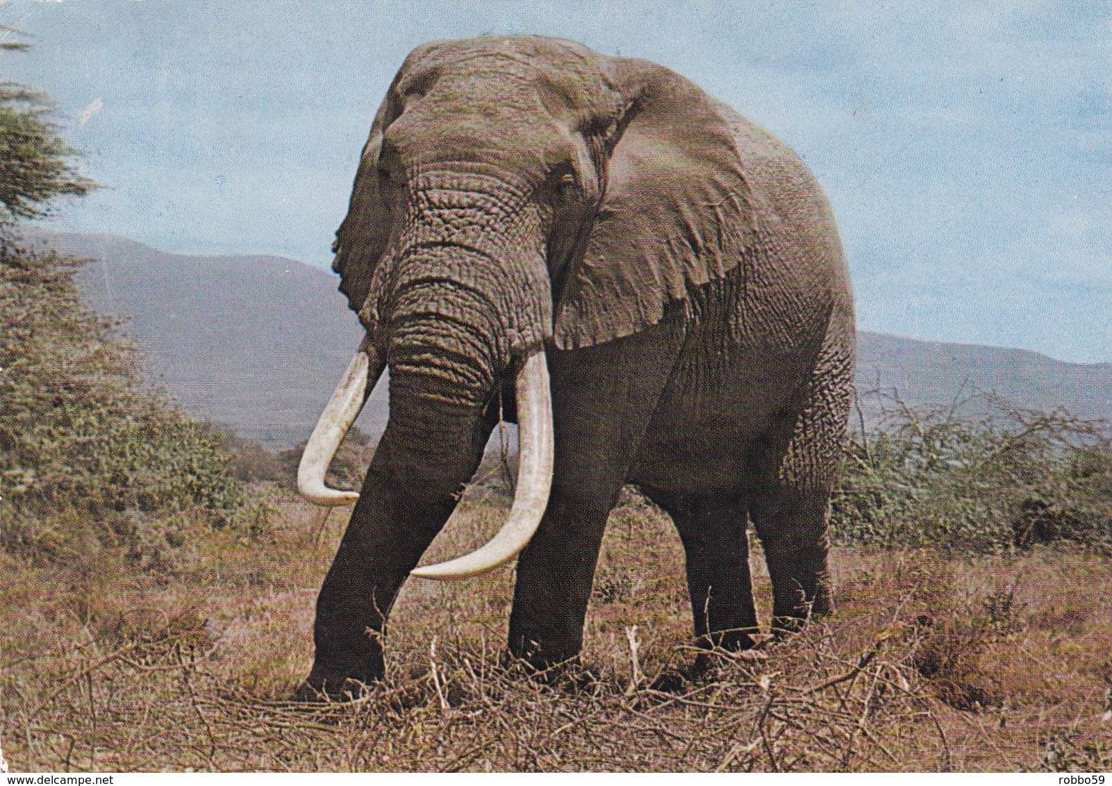 Elephant Postcard Used Good Condition - Elephants