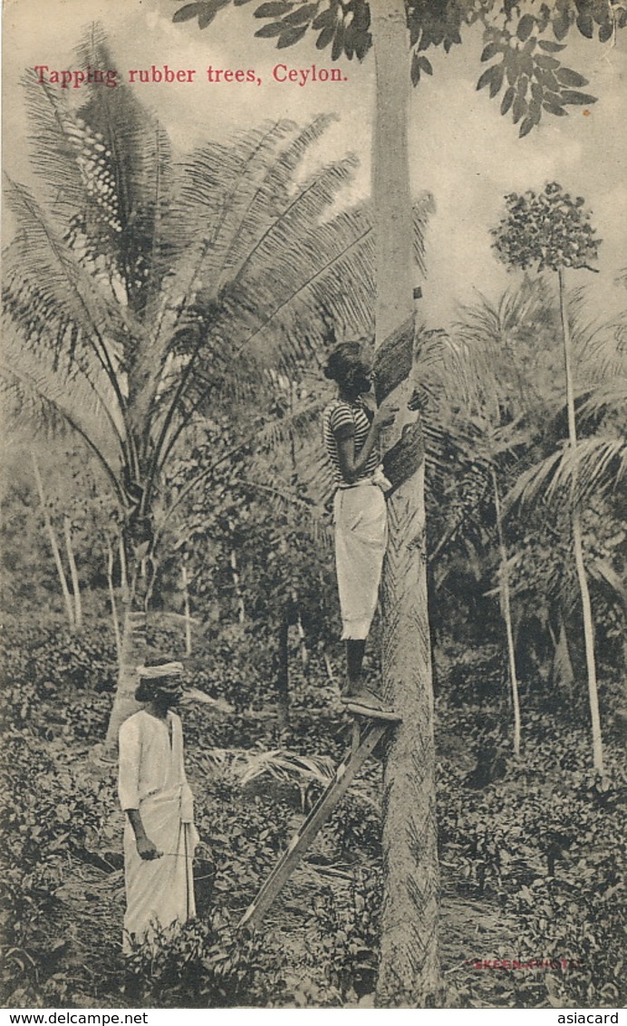 Ceylon Tapping Rubber Trees Saignage Heveas Caoutchouc - Sri Lanka (Ceylon)