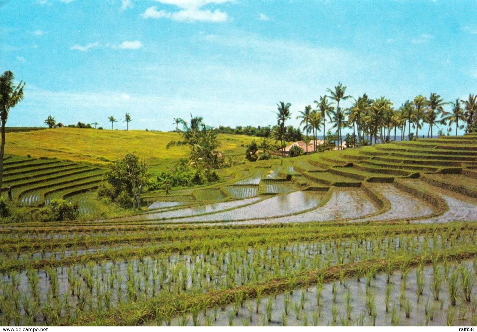 1 AK Indonesien * Stepped Rice Fields At Tanah Lot – Insel Bali * - Indonesien