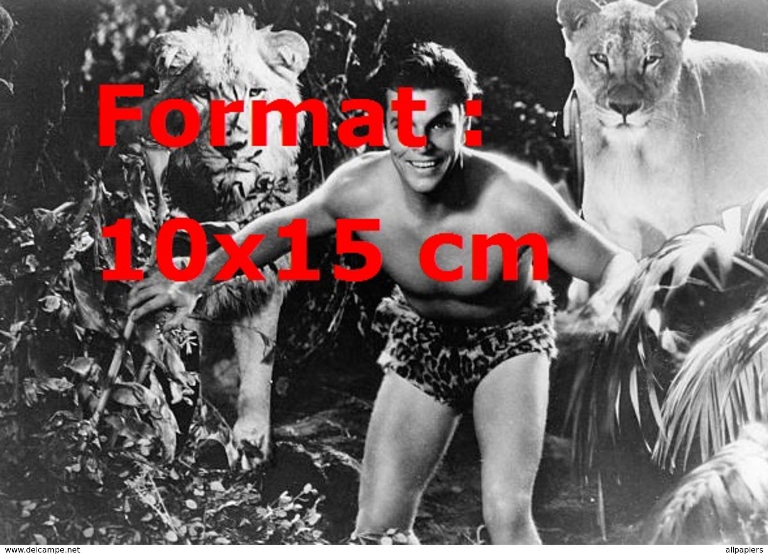 Reproduction D'une Photographie Ancienne De Buster Crabbe Tarzan Entouré De Lions En 1933 - Otros & Sin Clasificación