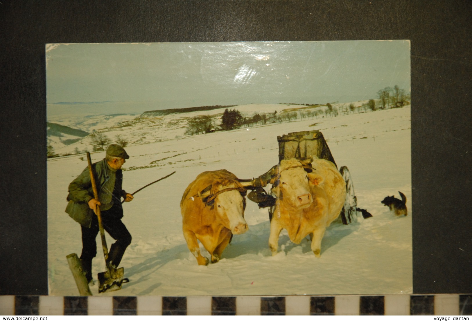 CP, TRAVAUX DE LA NEIGE - PAYSAN EN BOTTES AVEC ATTELAGE VACHES ET TOMBEREAU FUMIER - EDITIONS D.PIGNOL - Campesinos