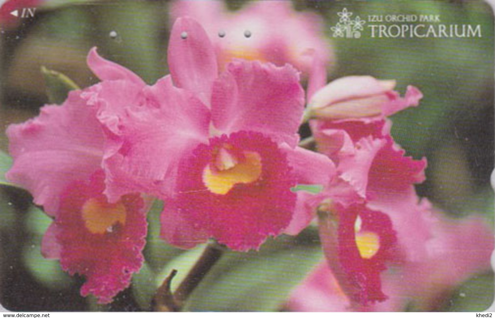 Télécarte Japon / 110-011 - FLEUR -  ORCHIDEE **  Série TROPICARIUM  IZU ORCHID PARK ** - FLOWER Japan Phonecard - 2436 - Fleurs