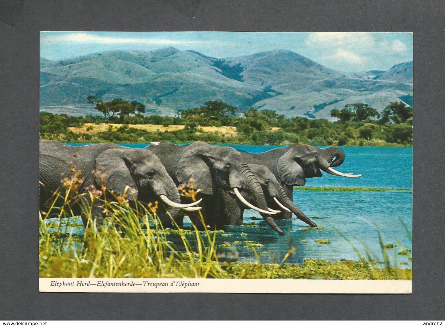 AFRICA - AFRIQUE - TROUPEAU D' ÉLÉPHANT - ELEPHANT HERD - TRÈS BEAUX TIMBRES -  PHOTO E. LUDWIG BY JOHN HINDE STUDIO - Non Classés