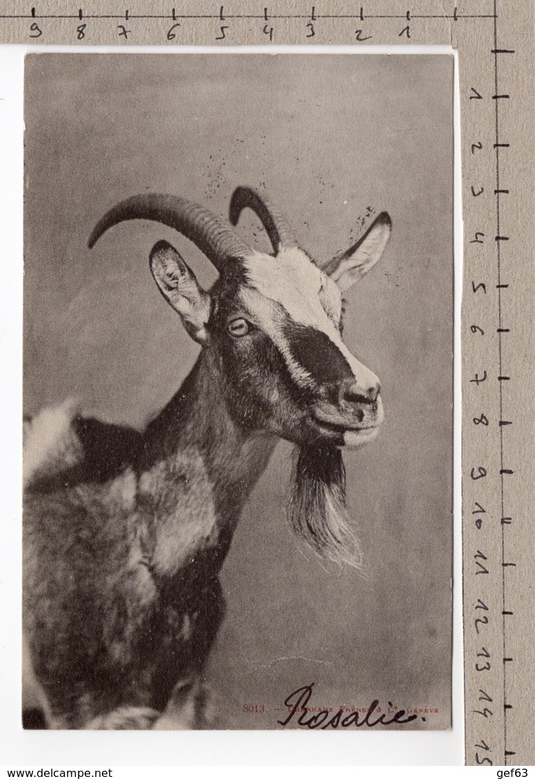 Chèvre / Ziege / Goat / Capra (1905) - Autres & Non Classés