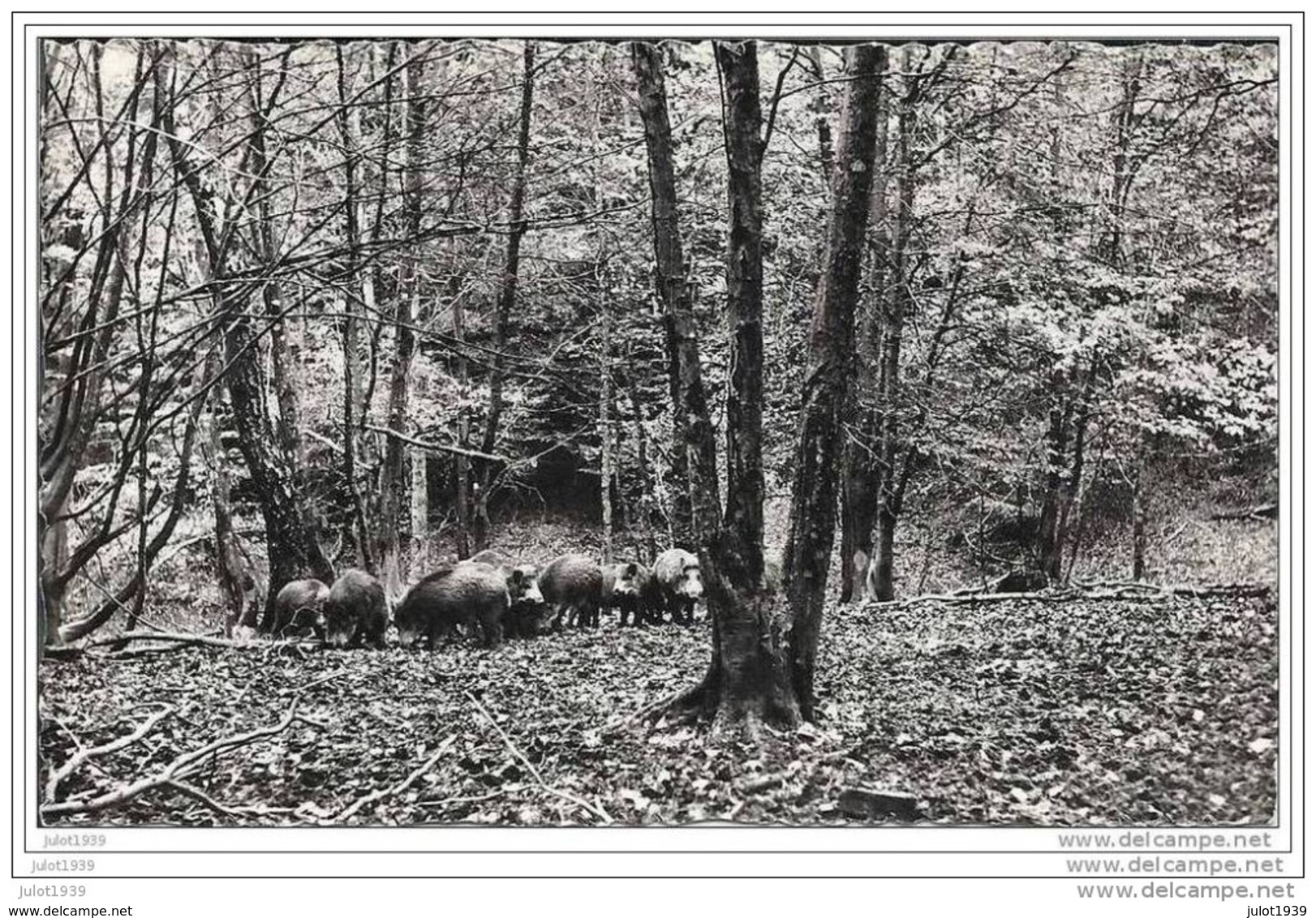 SAINT - MEDARD ..--  Sous - Bois . Harde De Sangliers . Voir Verso . - Herbeumont