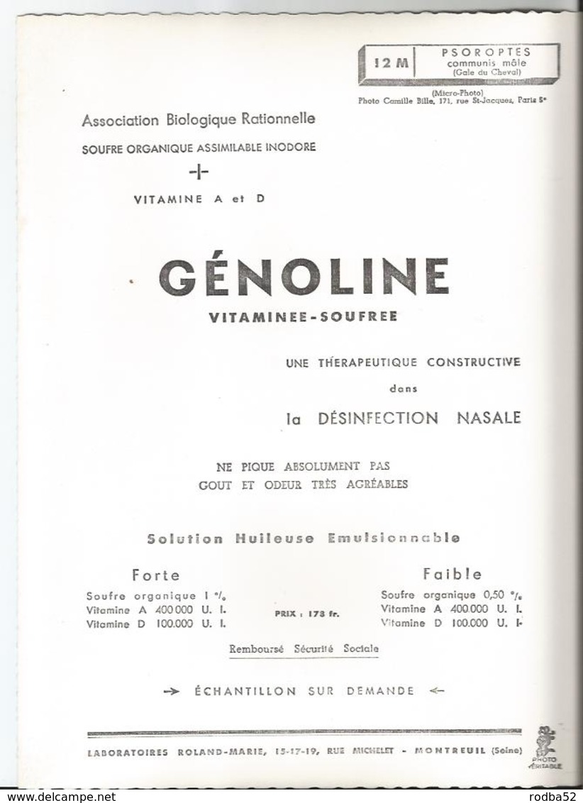 Grande Photo Psoroptes - Gale Du Cheval-  En Gros Plan - Pub Génoline -Médicament Laboratoire Médecine Publicité - Other & Unclassified