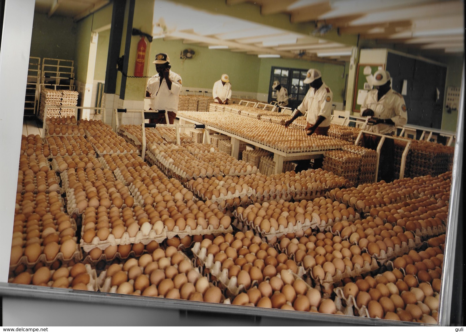 ABIDJAN Album Le DOMAINE D'ABOBO Coco Service Le n°1 de l'Oeuf en CÔTE d'IVOIRE domaine Avicole-Mr André BEY (Aviculture