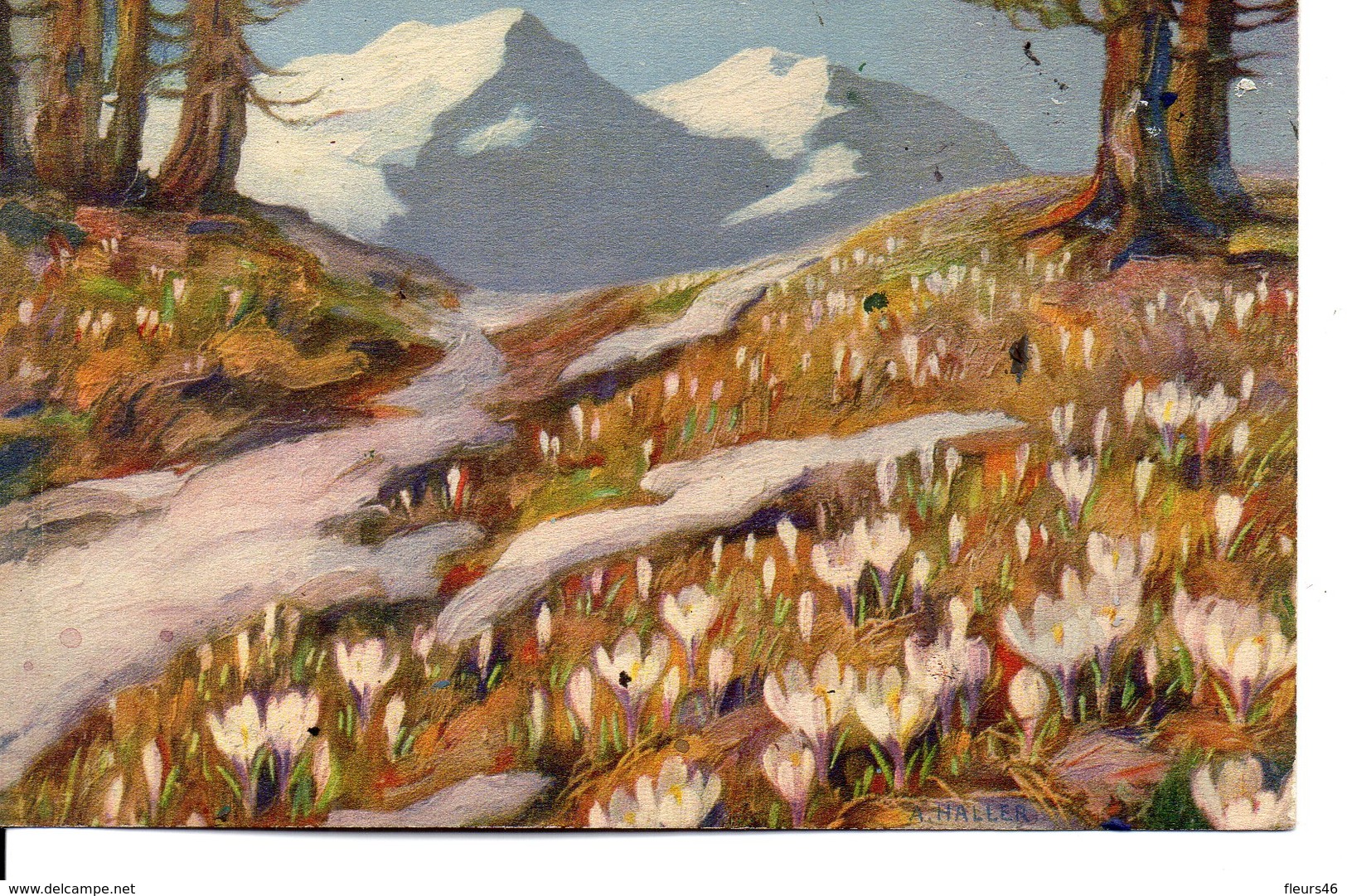 Jolie Illustrée  Signée A. HALLER : Crocus Blancs, Montagnes Enneigées - Haller, A.