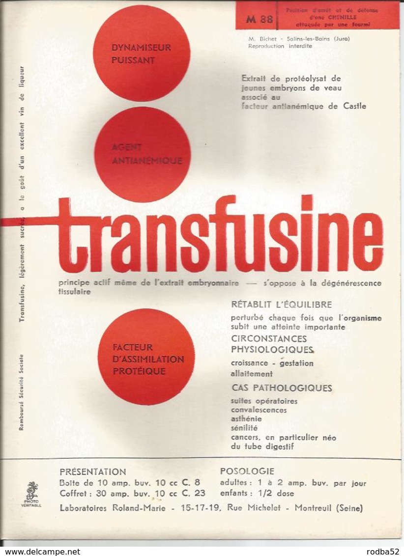 Grande Photo-Insecte - Chenille -en Gros Plan-Pub Transfusine-Médicament Laboratoire Médecine Publicité - Other & Unclassified