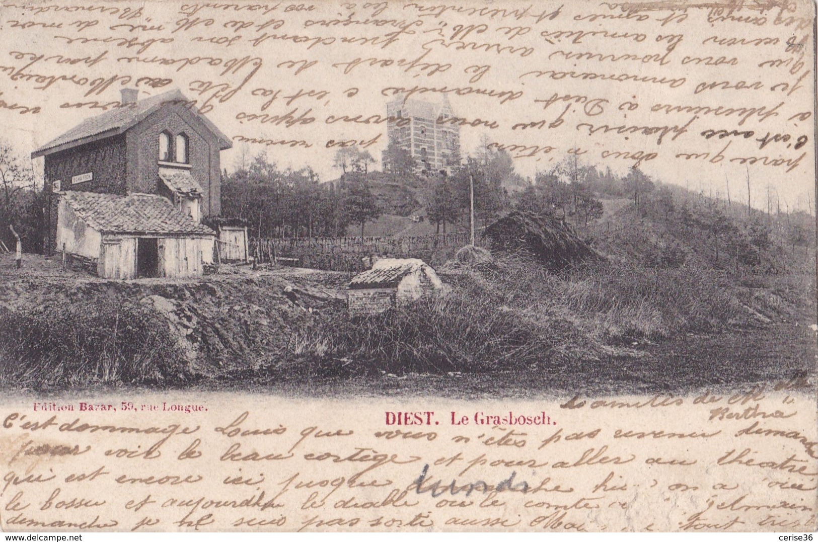 Diest Le Grasbosch Circulée En 1902 - Diest