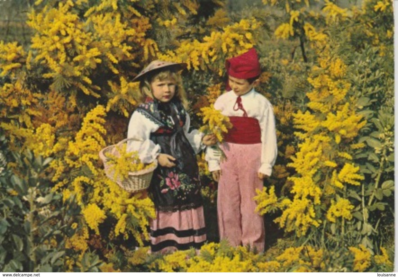 19 / 4 / 262. -  ENFANTS CUEIILLANT  DU  MIMOSAS  - C P M - Provence-Alpes-Côte D'Azur