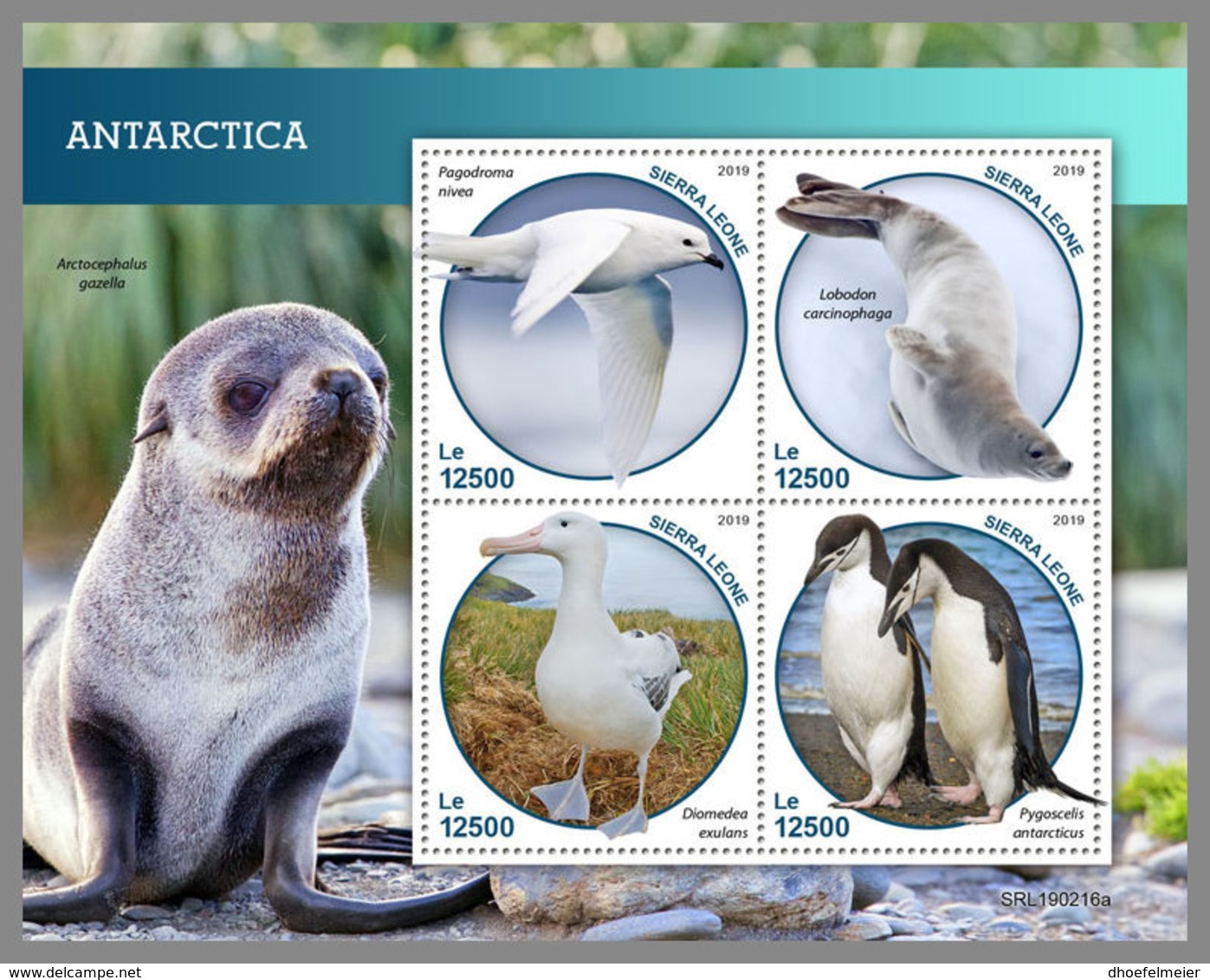 SIERRA LEONE 2019 MNH Antarctica Animals Tiere Der Antarktis M/S - OFFICIAL ISSUE - DH1914 - Faune Antarctique