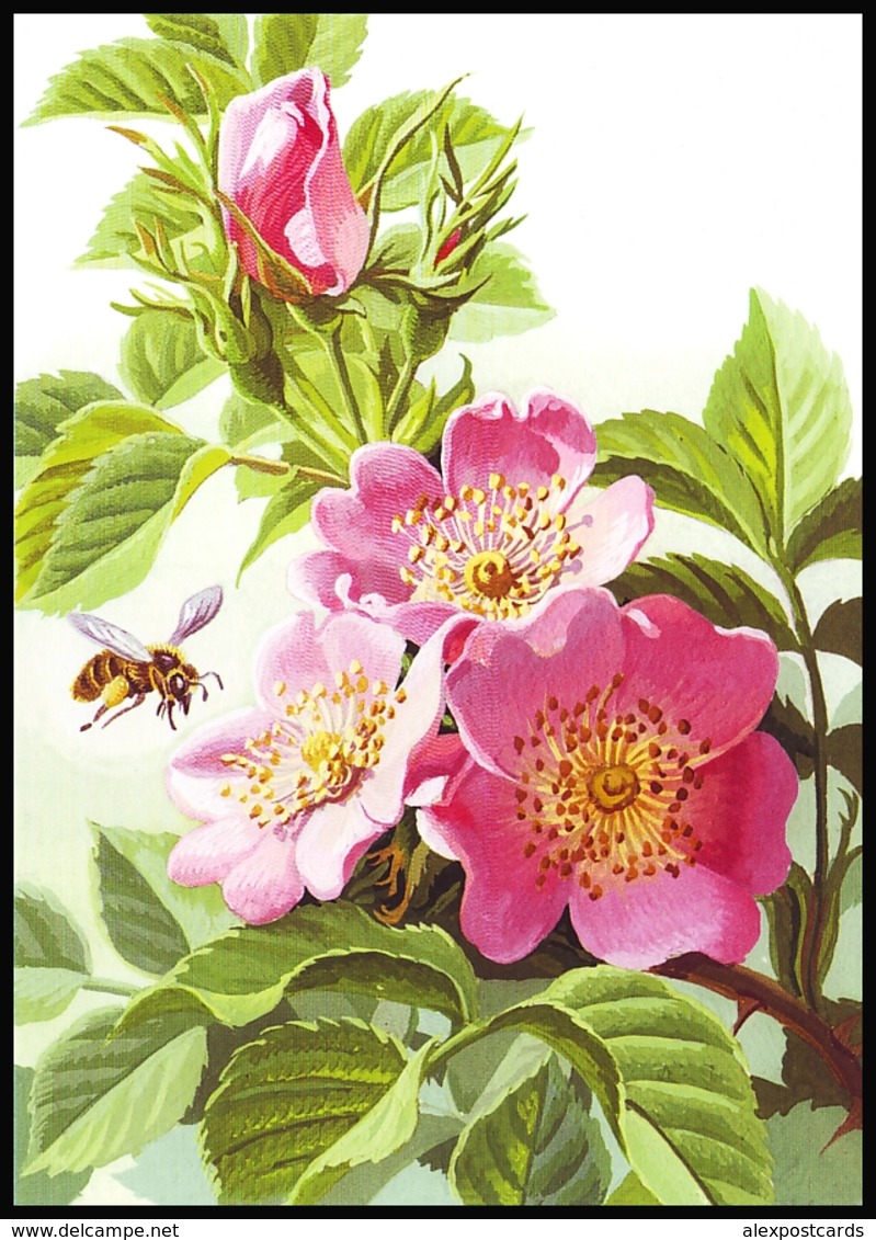 UKRAINE. MEDICAL AND MELLIFEROUS PLANTS. Rosa Canina L. HONEYBEE. Unused Postcard, 2018 UkrPost Issue - Heilpflanzen