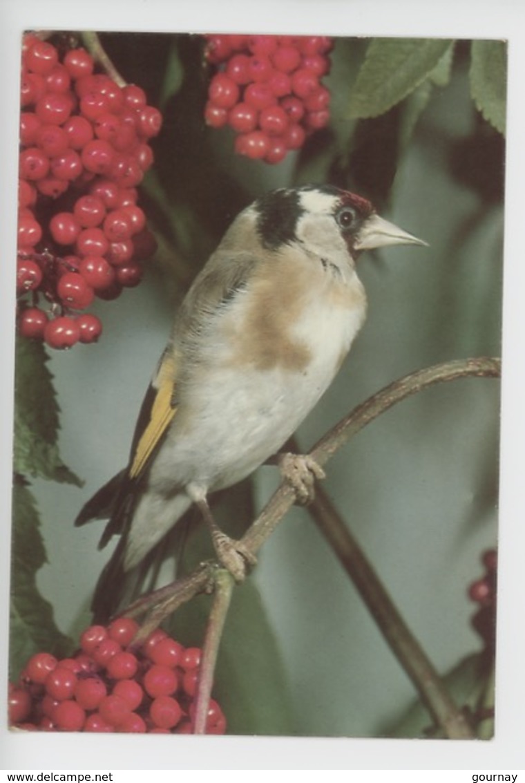 Cardonneret (cp Vierge) Fédération Française Des éclaireuses Unionistes - Oiseaux