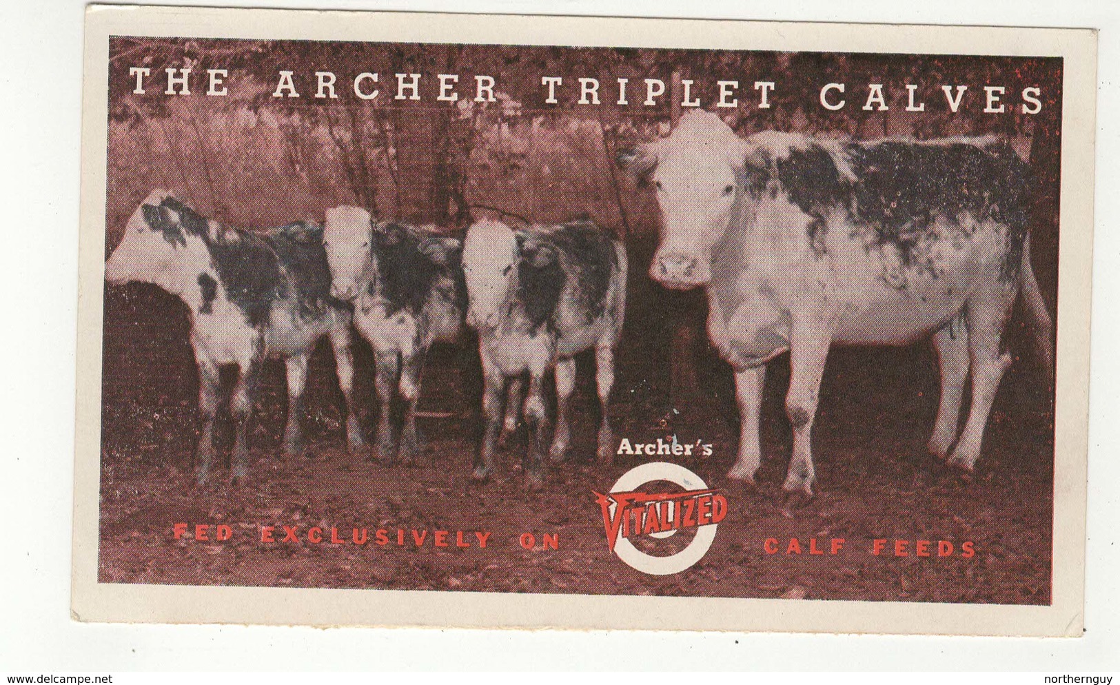 HOUSTON, Texas, USA, Archer Triplet Calves, Archer's Vitalized Calf Feeds, 1940's  Advertising Postcard - Houston