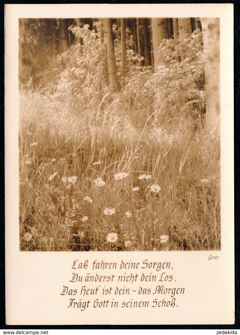 C4596 - Groh Foto Spruchkarte - Blumen - München - Zimmermann - Blumen