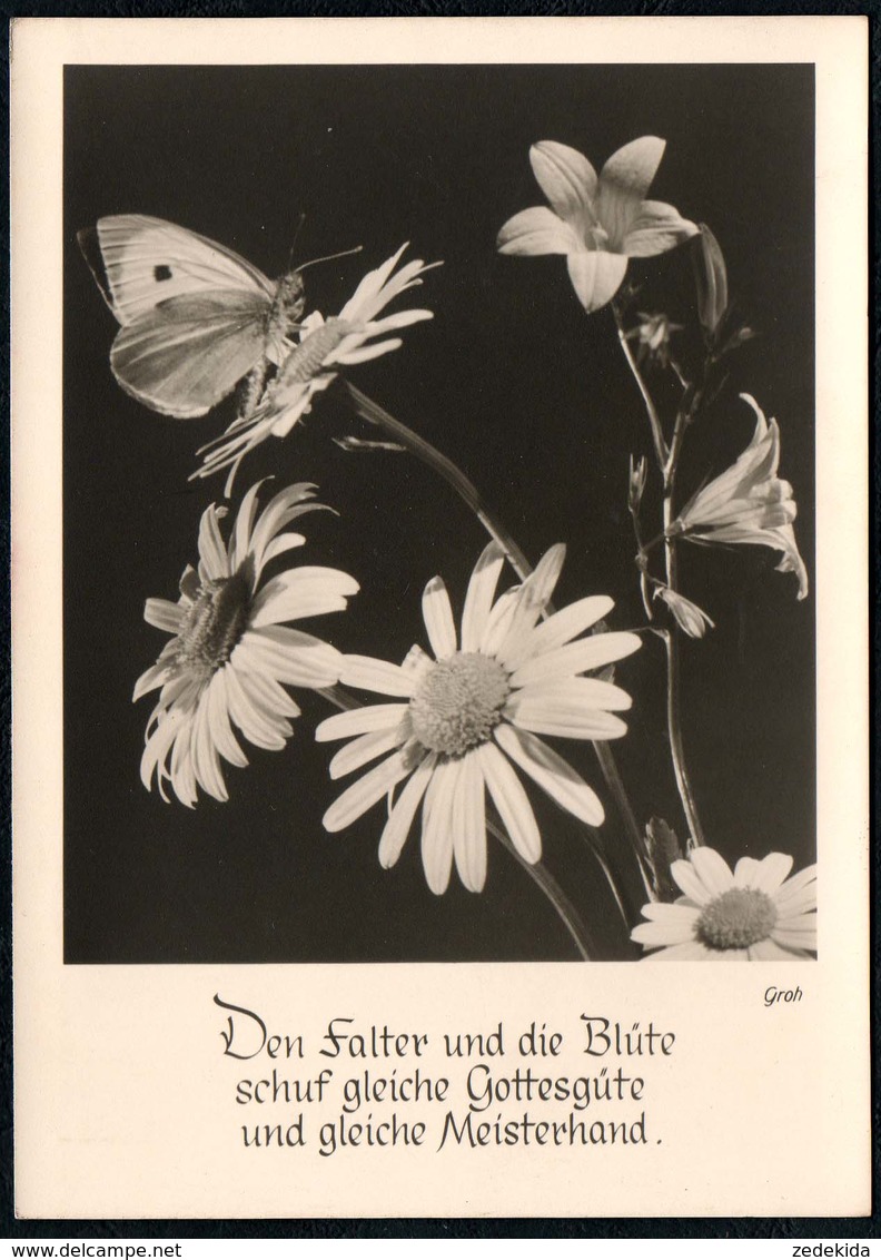 C4597 - Groh Foto Spruchkarte - Blumen Schmetterling - München - Blumen