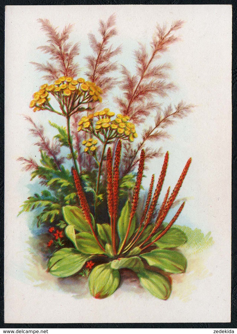 C4607 - Stöckel Verlag Ansichtskarte - Blumen - Stöckelbildkarte Hannover - Blumen