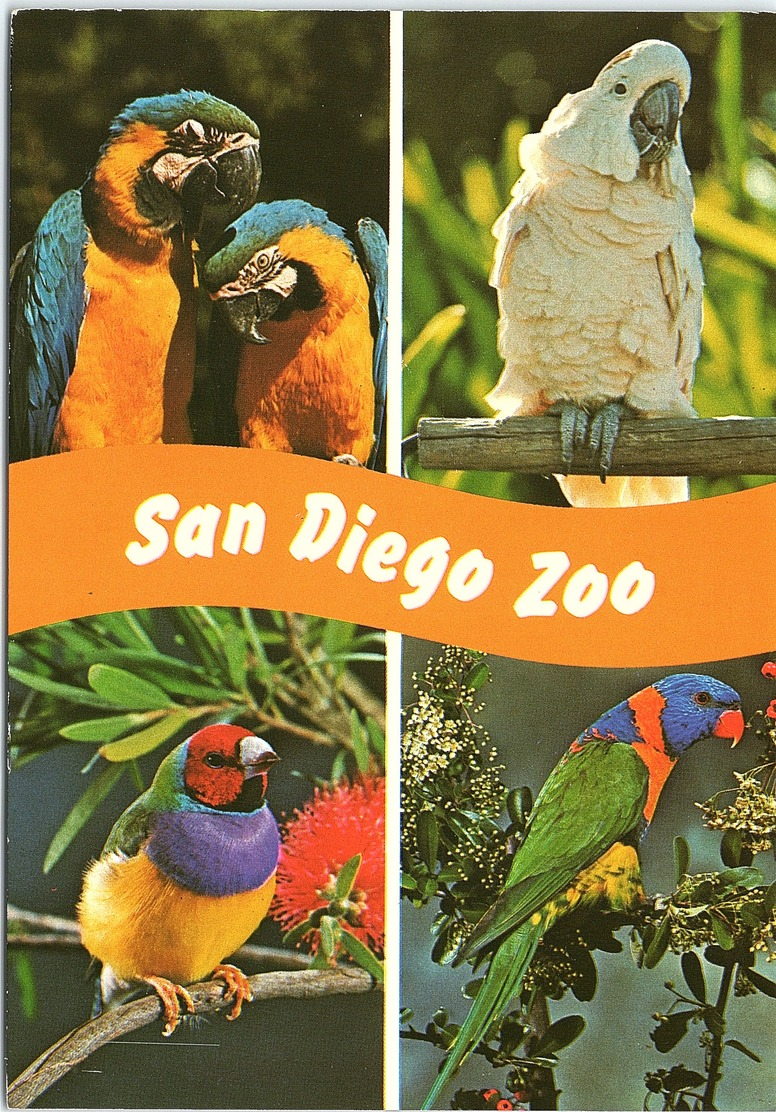 Animals - Multi View, Birds Of San Diego Zoo, Macaw, Cockatoo, Finch, Lorikeet - Uccelli