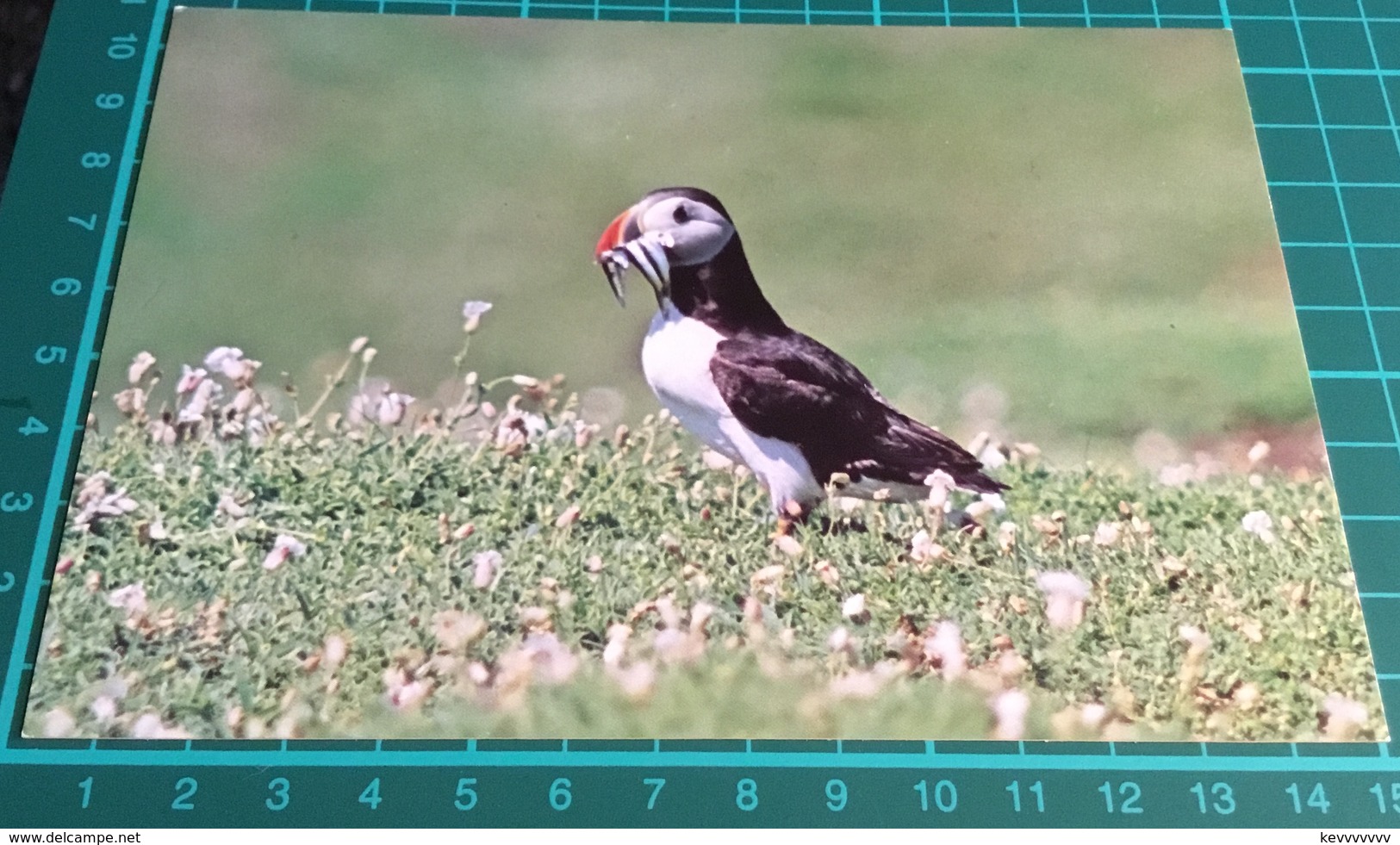 Puffin ~ Fratercula Arctica - Birds