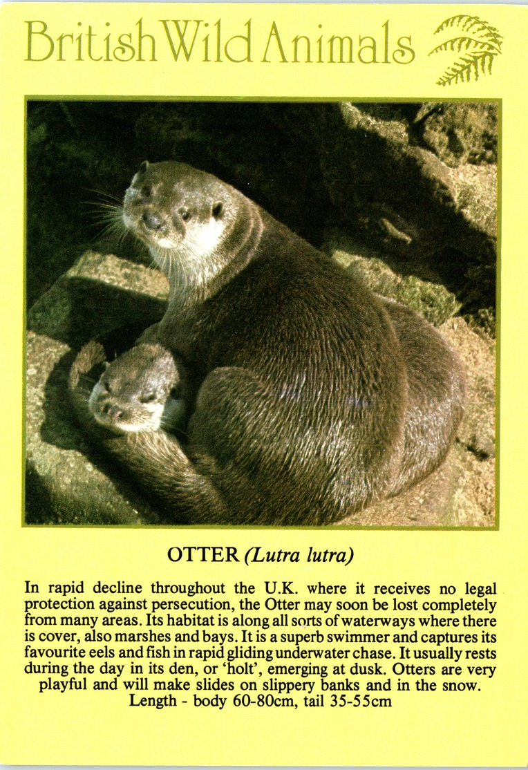 Animals - Otter, British Wild Animals - Other & Unclassified