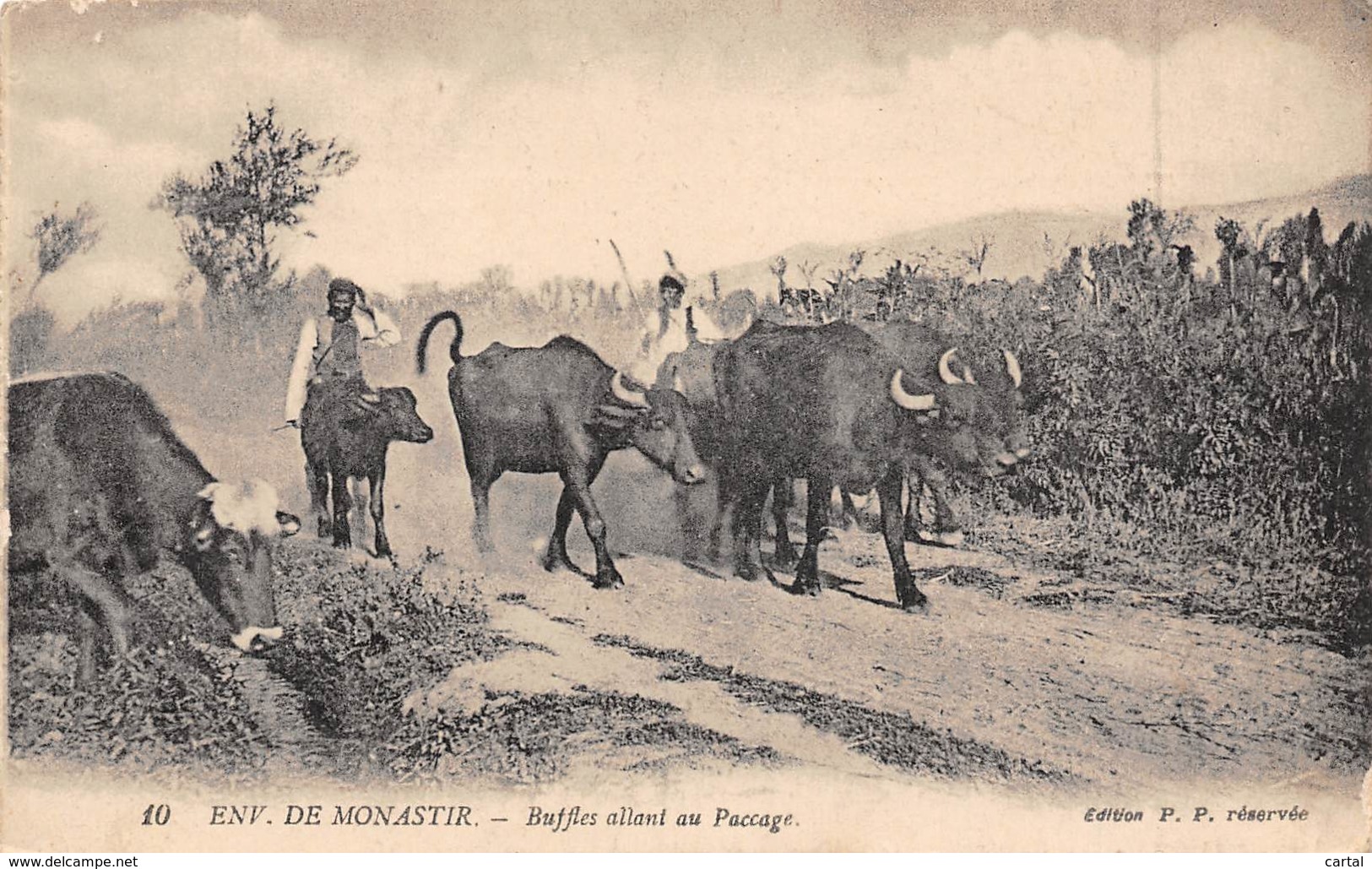 Env. De MONASTIR - Buffles Allant Au Paccage - Tunisie