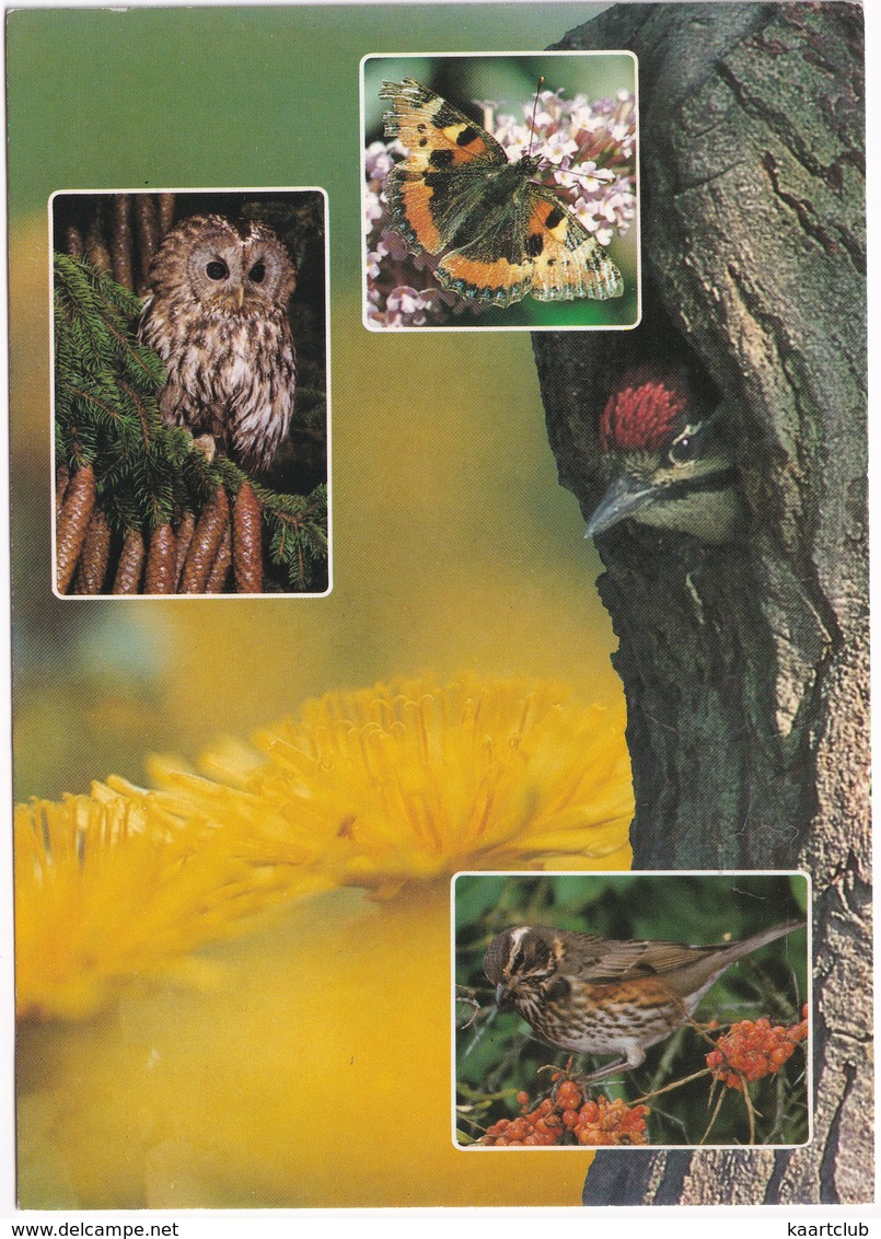 De Kempen - ATALANTA VLINDER, Bosuil, Specht - (Holland) - Butterfly / Schmetterling / Papillon - Vlinders