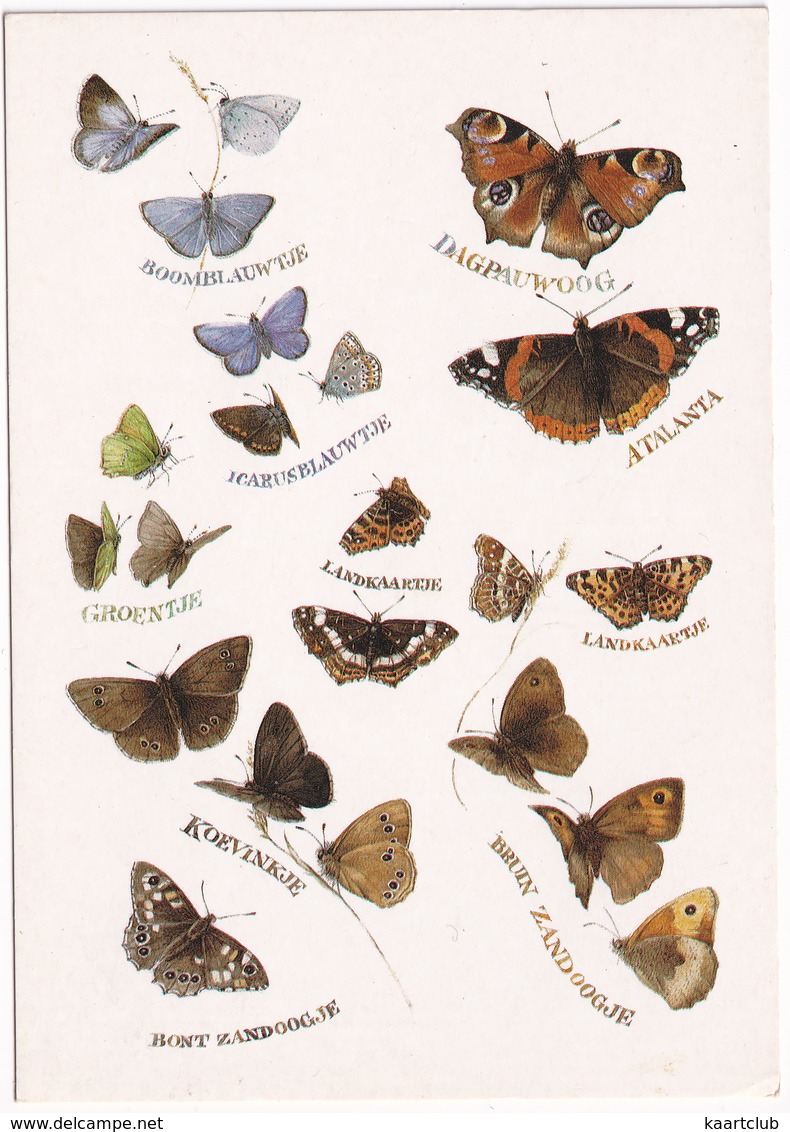 Natuur - (Marjolein Bastin) - (Holland) - Vlinder / Butterfly / Schmetterling / Papillon - Vlinders