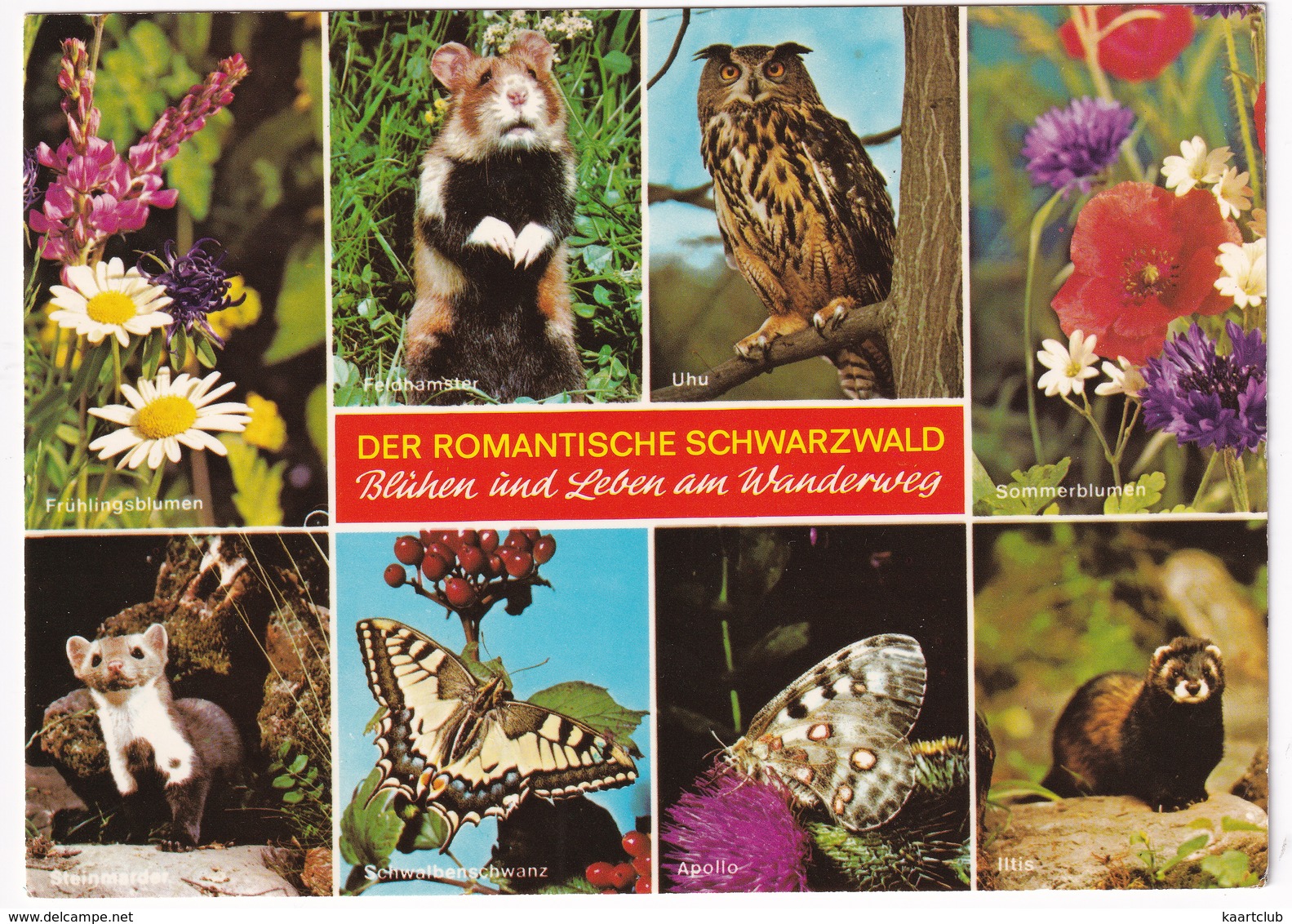 Schwarzwald: SCHWALBENSCHWANZ, APOLLO - (Deutschland) - Vlinder / Butterfly / Schmetterling / Papillon - Vlinders