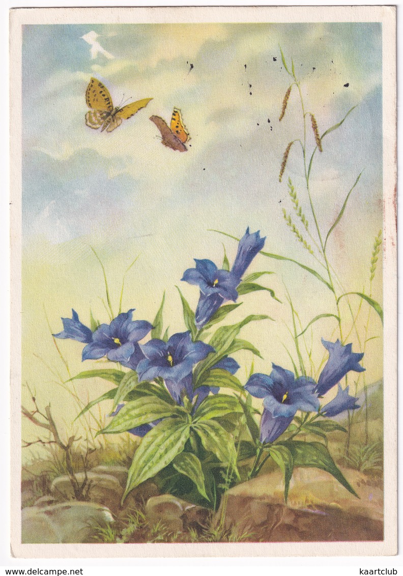 Deutschland - Vlinder / Butterfly / Schmetterling / Papillon - (1954) - Vlinders