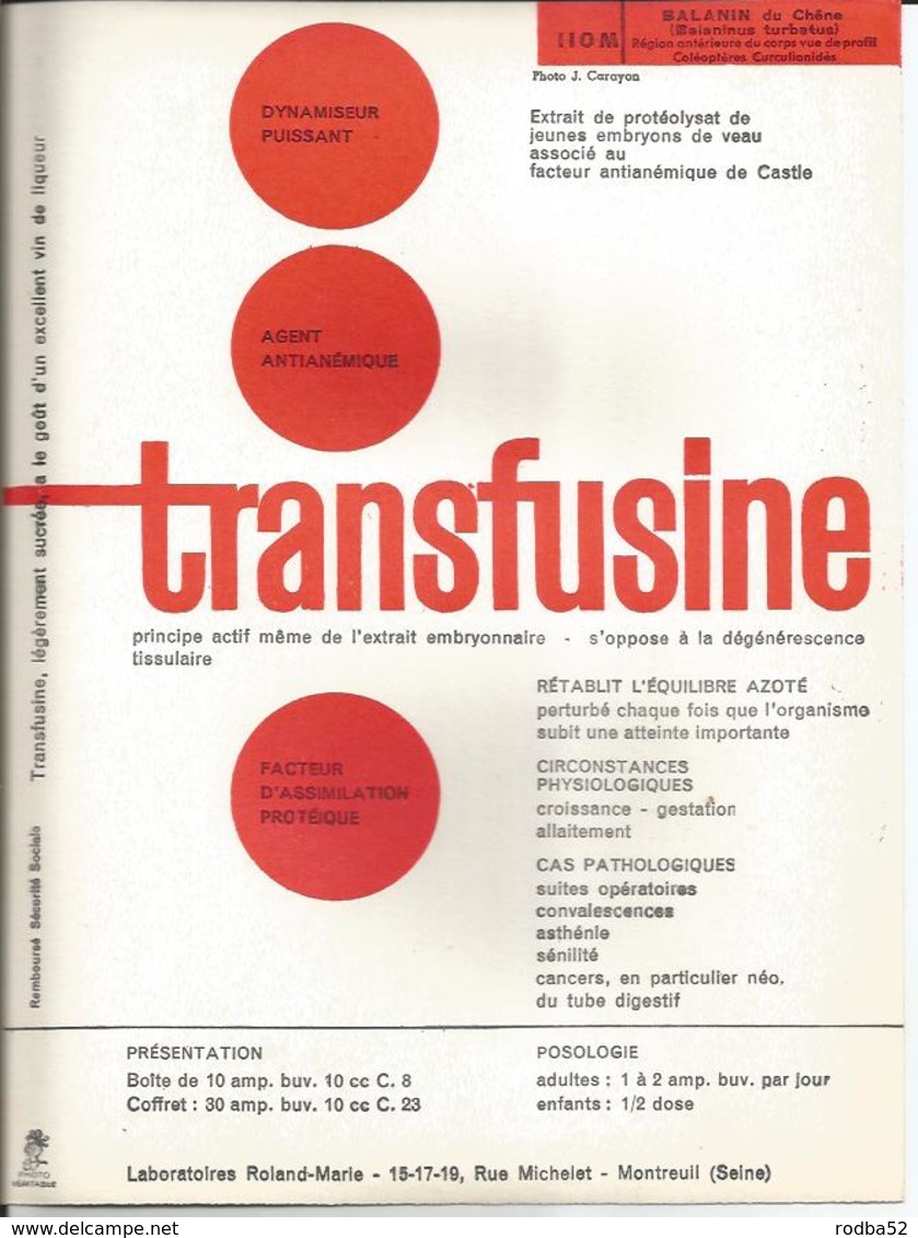 Grande Photo -Balanin Du Chêne- Insecte- Pub Transfusine - Science Laboratoire Médecine  Faune - Other & Unclassified