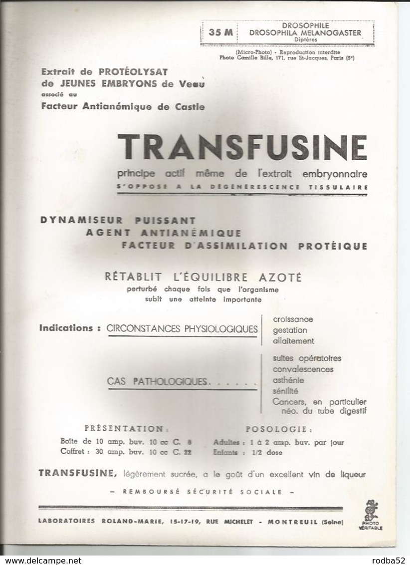 Grande Photo -Drosophiles - Diptères - Pub Transfusine  - Science Laboratoire Médecine  Faune - Other & Unclassified