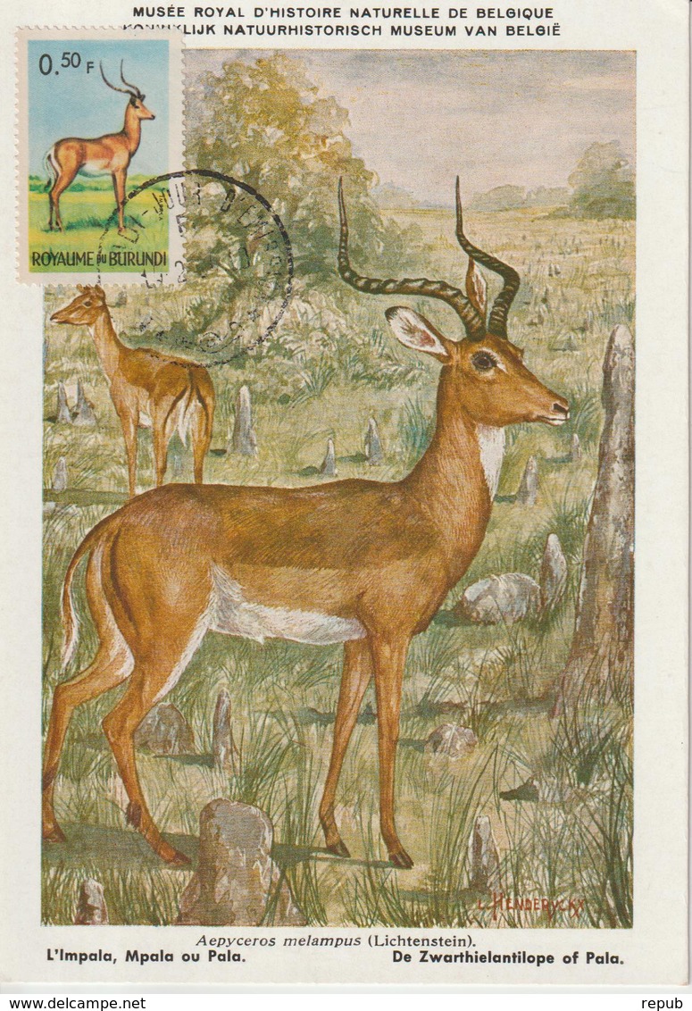 Burundi Carte Maximum Animaux 1964 Impala 80 - Autres & Non Classés