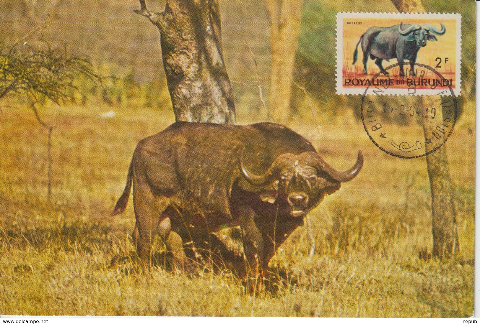 Burundi Carte Maximum Animaux 1964 Buffle 83 - Autres & Non Classés