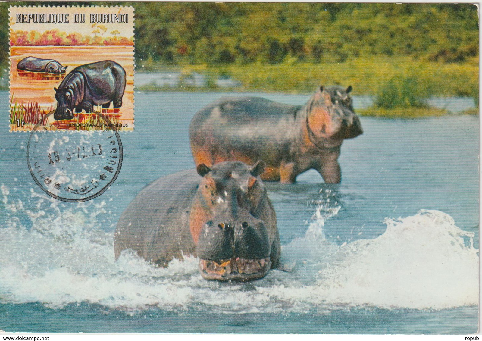 Burundi Carte Maximum Animaux 1971 Hippopotame 436 - Autres & Non Classés